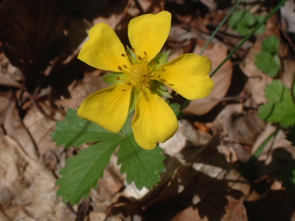 Ranuncolo? no, Potentilla sp.